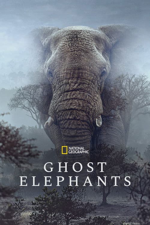Poster Ghost Elephants